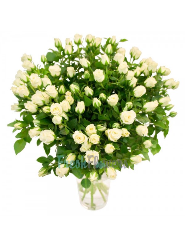 Сноуфлейк 15 кущових троянд